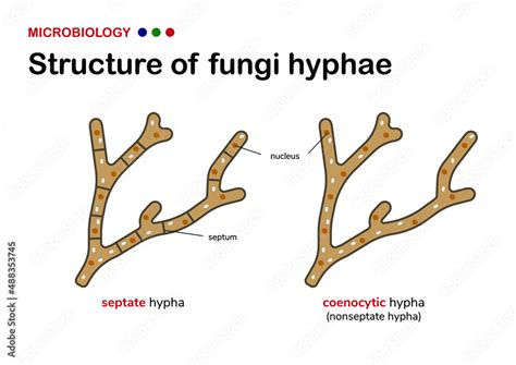hypha diagram 
